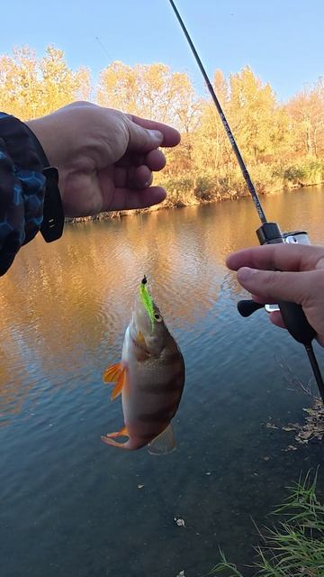 Не клюёт? Хочешь поймать? Лови сколько угодно ! #щука #окунь