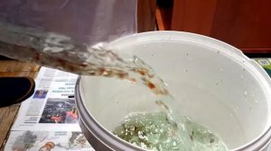 Запустил 360 красивых гуппи в аквариум [Новинки на рыборазводне]