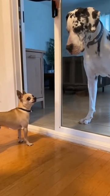 Ай Моська!!! #собачки #собачьяжизнь #собака #четвероногие #друзья #животные #моська #дог #злаясобака смотреть онлайн