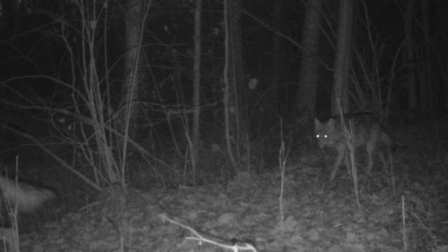 🐺🐺🐺🐺🐺 фото ловушка смотреть онлайн