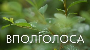 Вполголоса | Сны ветвей