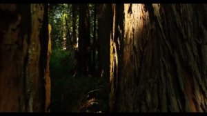 Звуки развития Ума