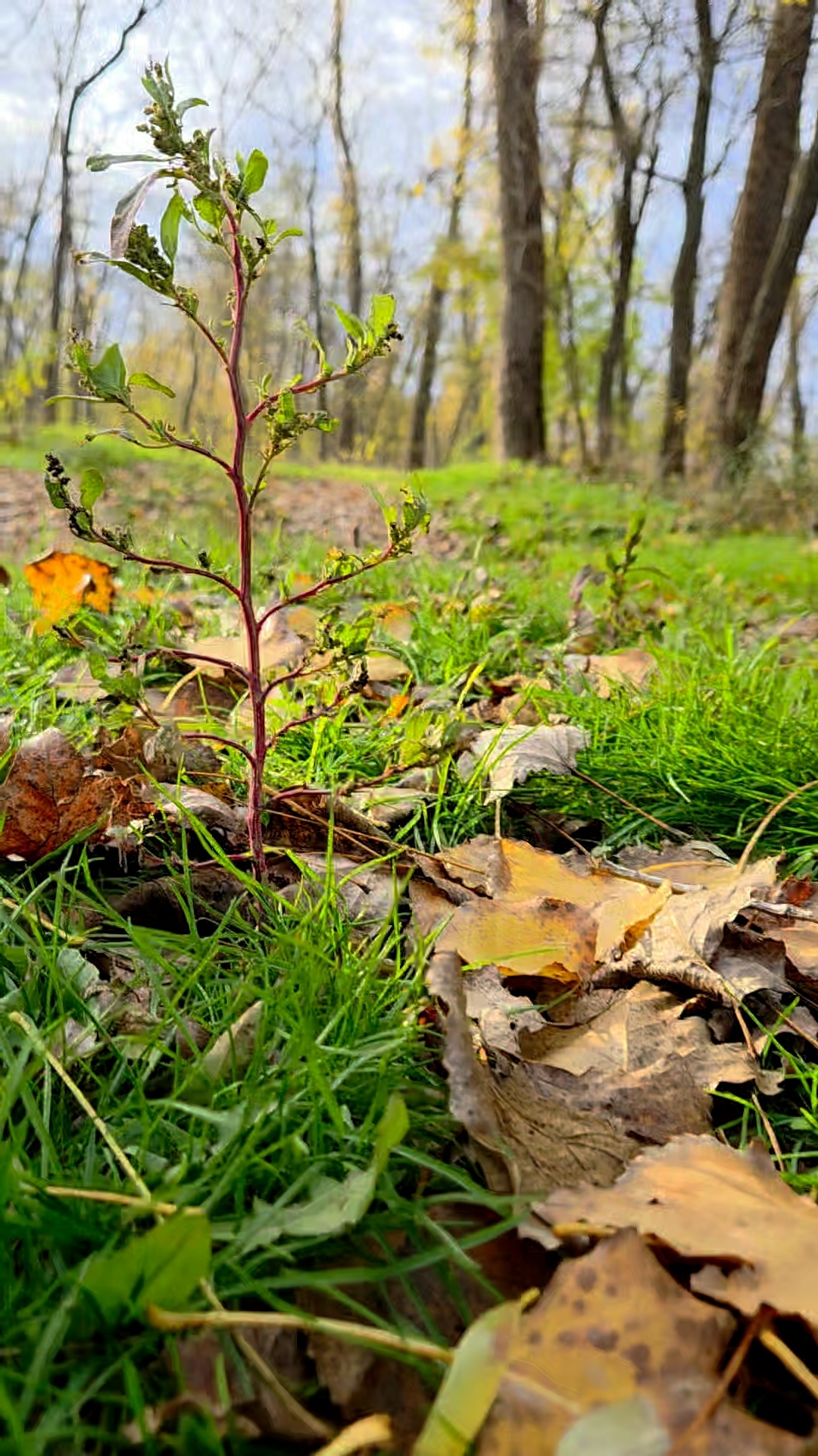 31-10-2025 #лес смотреть онлайн