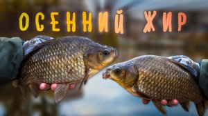 ПОПЛАВОК ОТДЫХАЕТ! ТАКИЕ ТОЛСТЯКИ КЛЮЮТ ТОЛЬКО на СПИННИНГ! / МОРМЫШИНГ поздней ОСЕНЬЮ