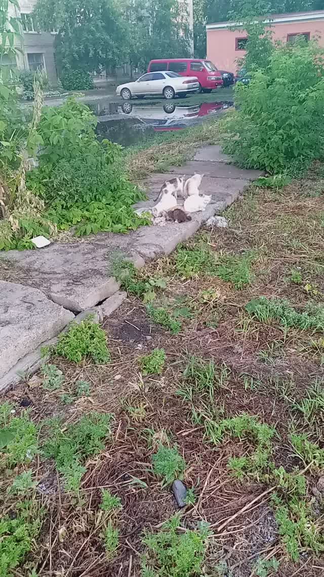 кошачье семейство обедает