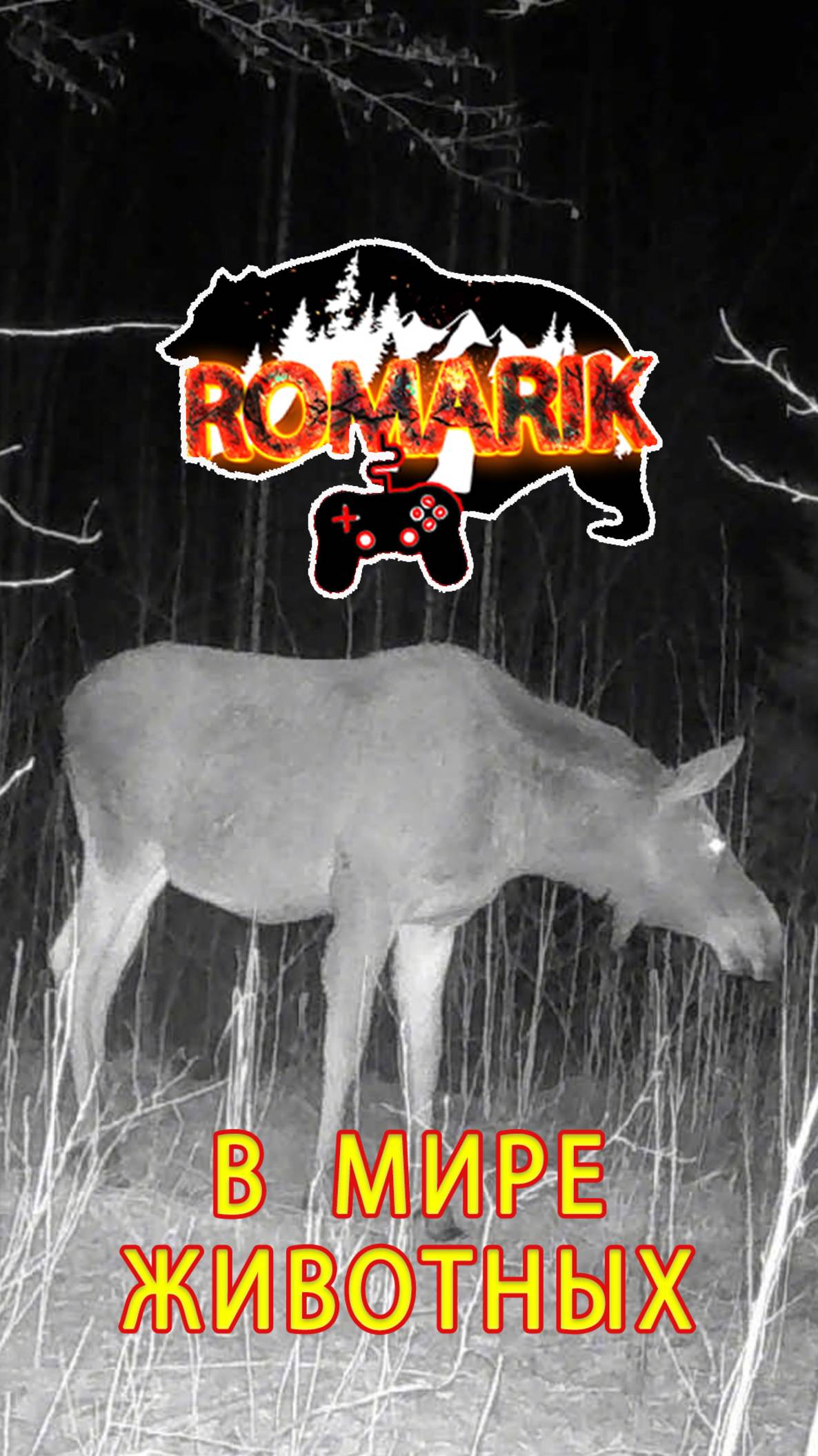 Лось отправился домой сквозь лесной простор. В мире животных