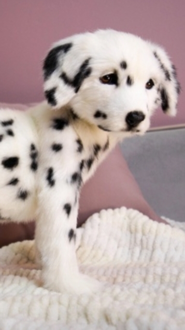 Далматин нашел свою хозяйку 😍