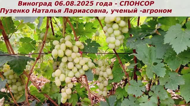 Виноград 06.08.2025 года СПОНСОР. Мускат во вкусе ягод просто потрясающий, люблю эту форму.