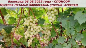 Виноград 06.08.2025 года СПОНСОР. Мускат во вкусе ягод просто потрясающий, люблю эту форму.