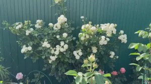 Роза Артемис, горшечный сад с розами в конце мая 25г.