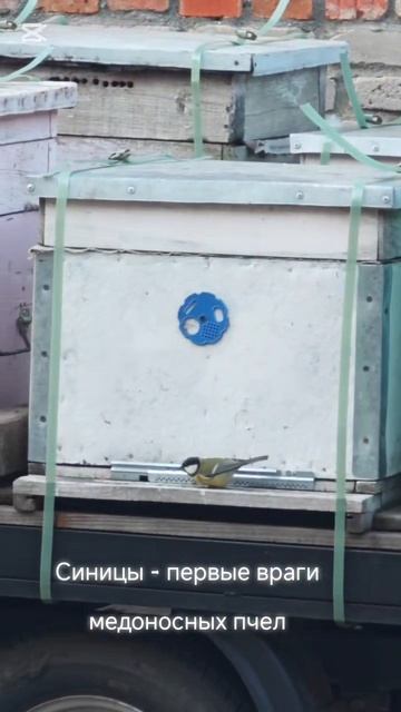 Синицы - первые враги медоносных пчел #мед24на7