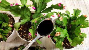 ЛЬЮ в ДЕКАБРИСТ и любой цветок сразу выдает много бутонов