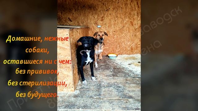 Три души, преданные человеком!