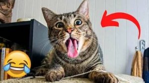 Эти милашки поднимут Вам настроение| Самые милые животные |Подборка видео | Котики | Собачки