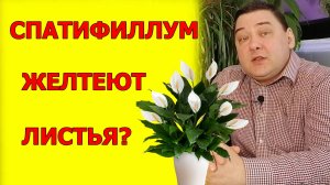 Желтеют листья у спатифиллума? Без паники! Вот почему это происходит