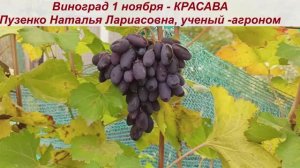 👍Виноград, сохранившийся на кустах после созревания -до 1 ноября -КРАСАВА. Я показывала его в июле.