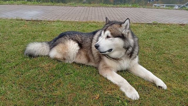 Медитация по-МАЛАМУТски 😂🐾🐻❤️🍁 VID_20251006_113139 #маламут #собака #аляскинскиймаламут