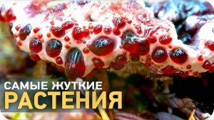 Самые жуткие растения [SLIVKI SHOW]