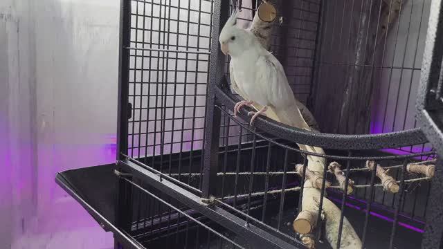 КАК МЫТЬ ПОПУГАЯ? смотреть онлайн