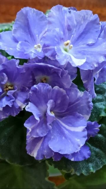 ФИАЛКИ потрясающей красоты! Коллекция моей сестры.