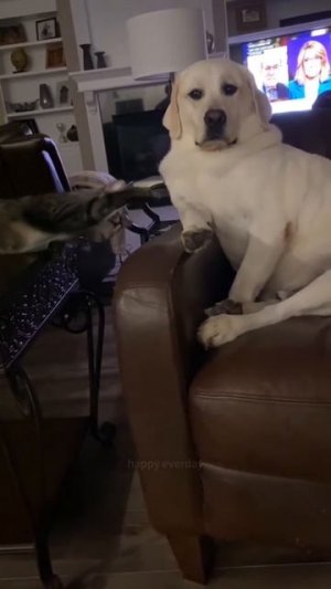 Приколы с котами часть 10