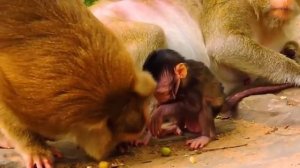 Классическая пара: мамка и нянька разных пород макак 1000039690.mp4