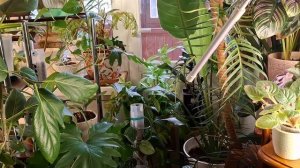 осенние проблемы коллекции растений