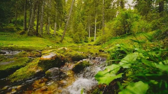The murmur of a stream and the singing of birds . смотреть онлайн