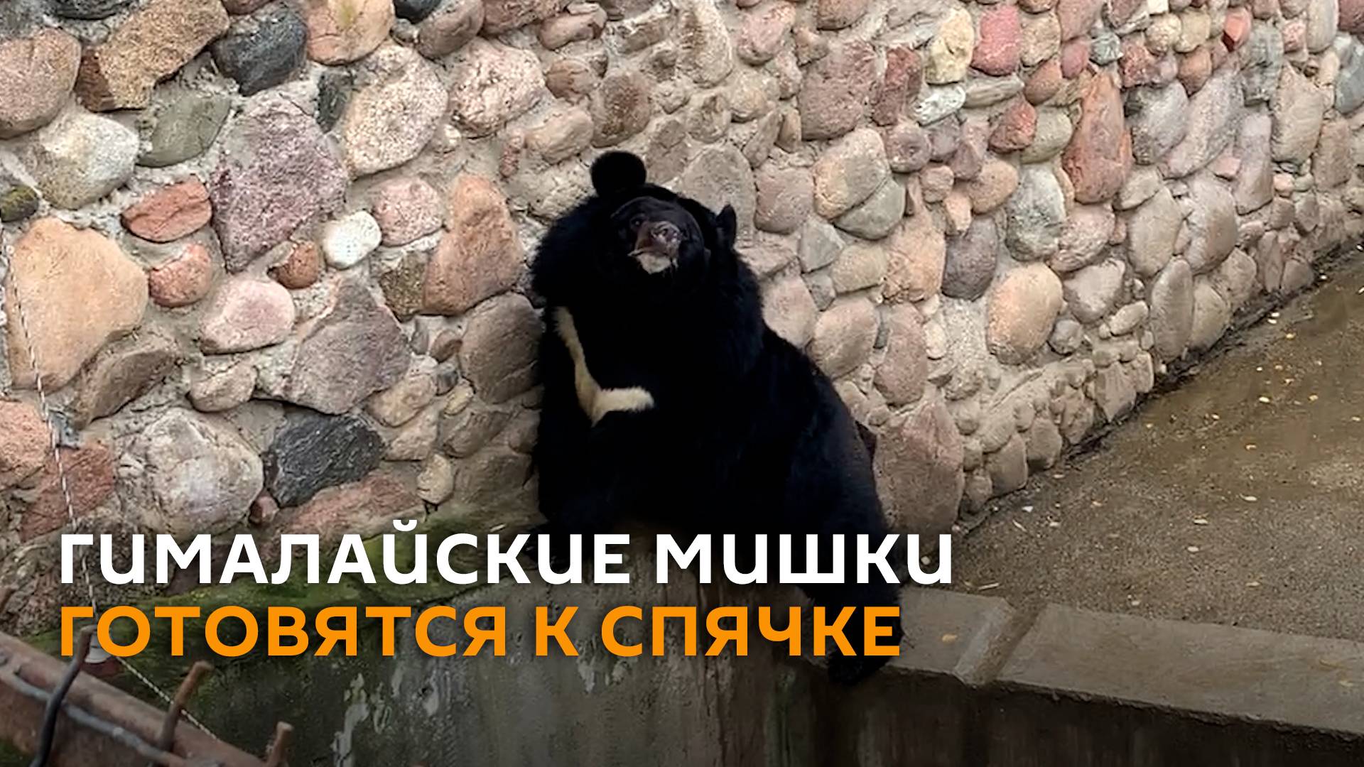 Гималайские мишки в зоопарке Гродно готовятся к спячке смотреть онлайн