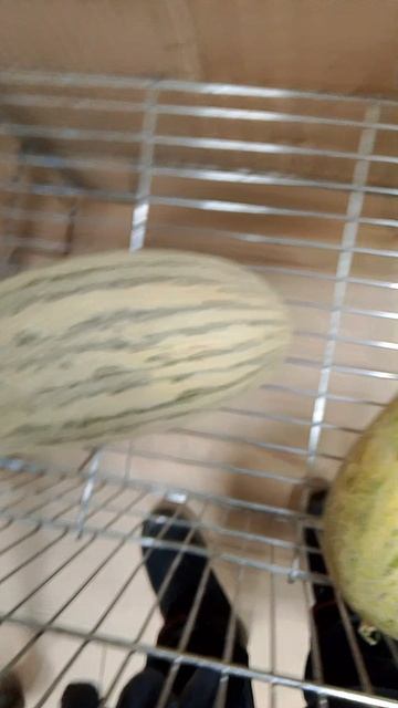 арбуз осенью???