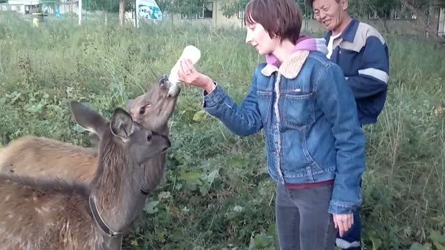 Жена кормит оленей из бутылочки