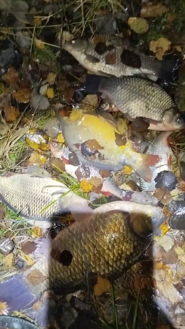 КАРПЫ КАРАСИ В НОЯБРЕ НА ФИДЕР смотреть онлайн