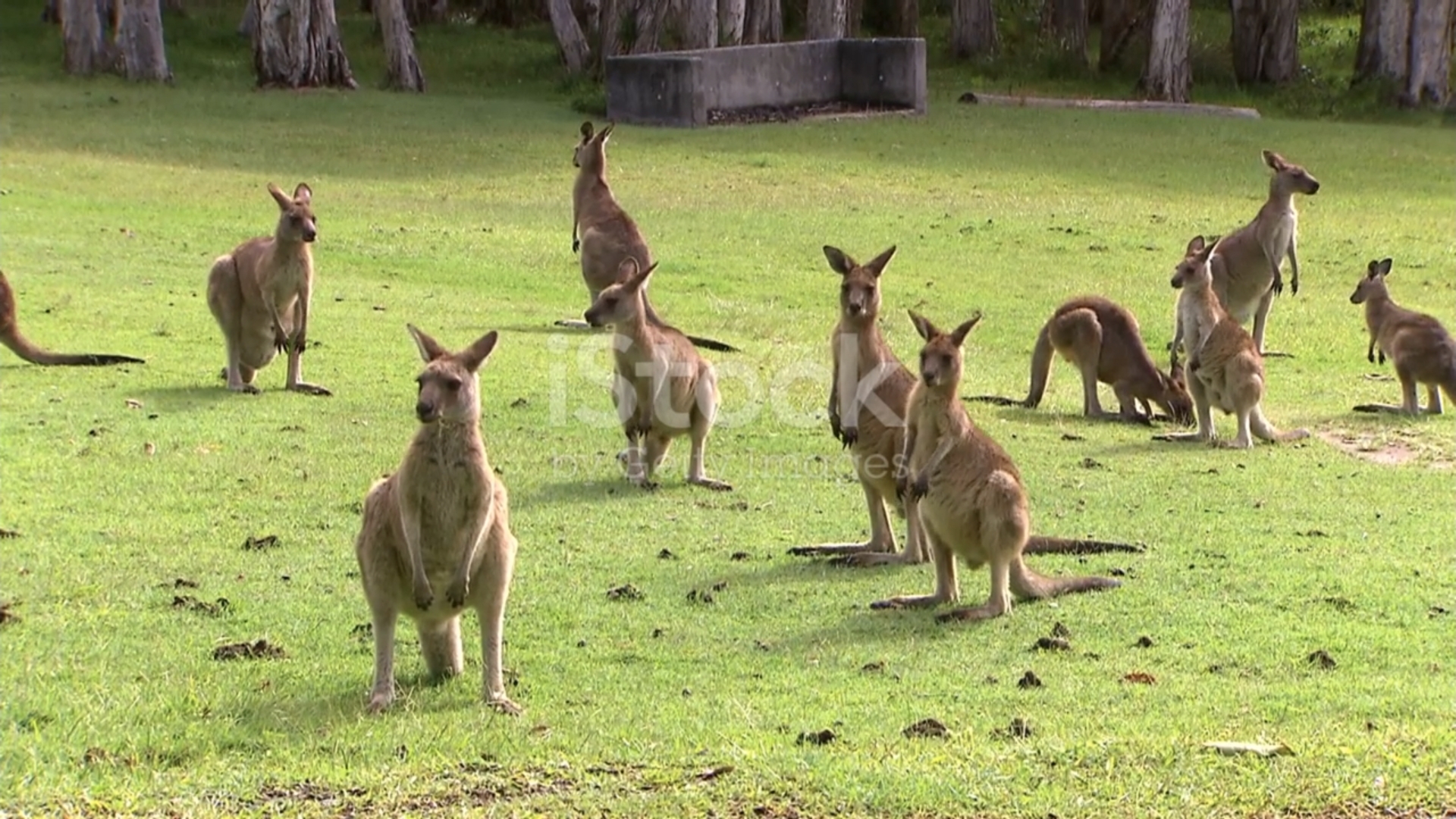 Удивительные факты о кенгуру смотреть онлайн