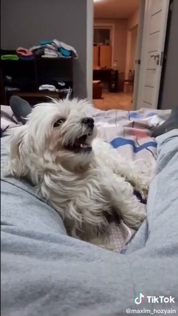 Максим Сергеич шутить не любит 😁😁 смотреть онлайн