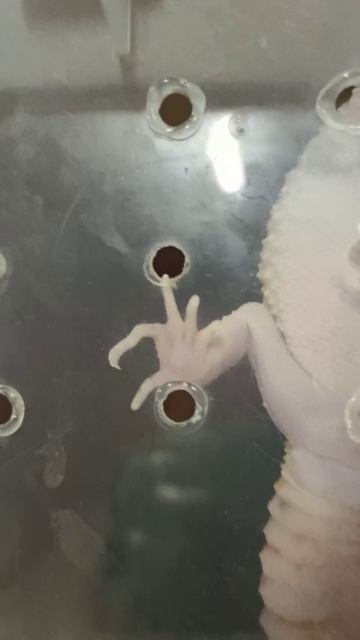 Спорт у малышей эублефаров. 31 октября 2025 г. смотреть онлайн