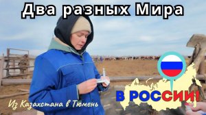 175 Вернулась в Казахстан крутить быкам хвосты / Канал Полины