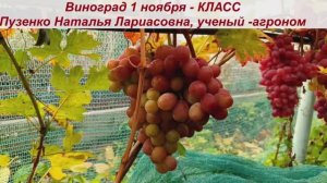 👍Виноград, сохранившийся на кустах после созревания -до 1 ноября -КЛАСС. Ранний, а висит долго!
