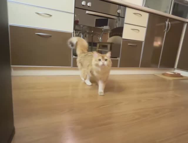 Куся - золотая шиншилла