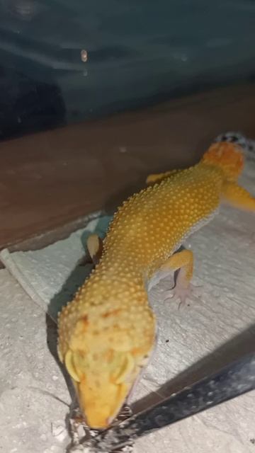 Очень активная девчонка эублефар в продаже! смотреть онлайн