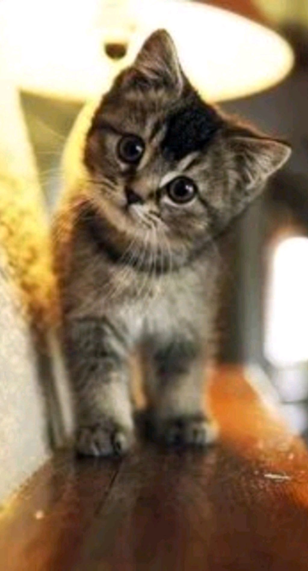 кошки смотреть онлайн