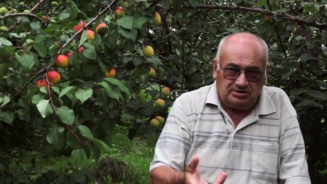 Что такое корневая шейка плодового дерева. Как найти корневую шейку. смотреть онлайн