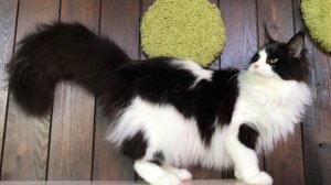 Нанни Чаритон Кун