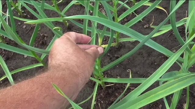 О выращивании чеснока, очень подробно, практический опыт.