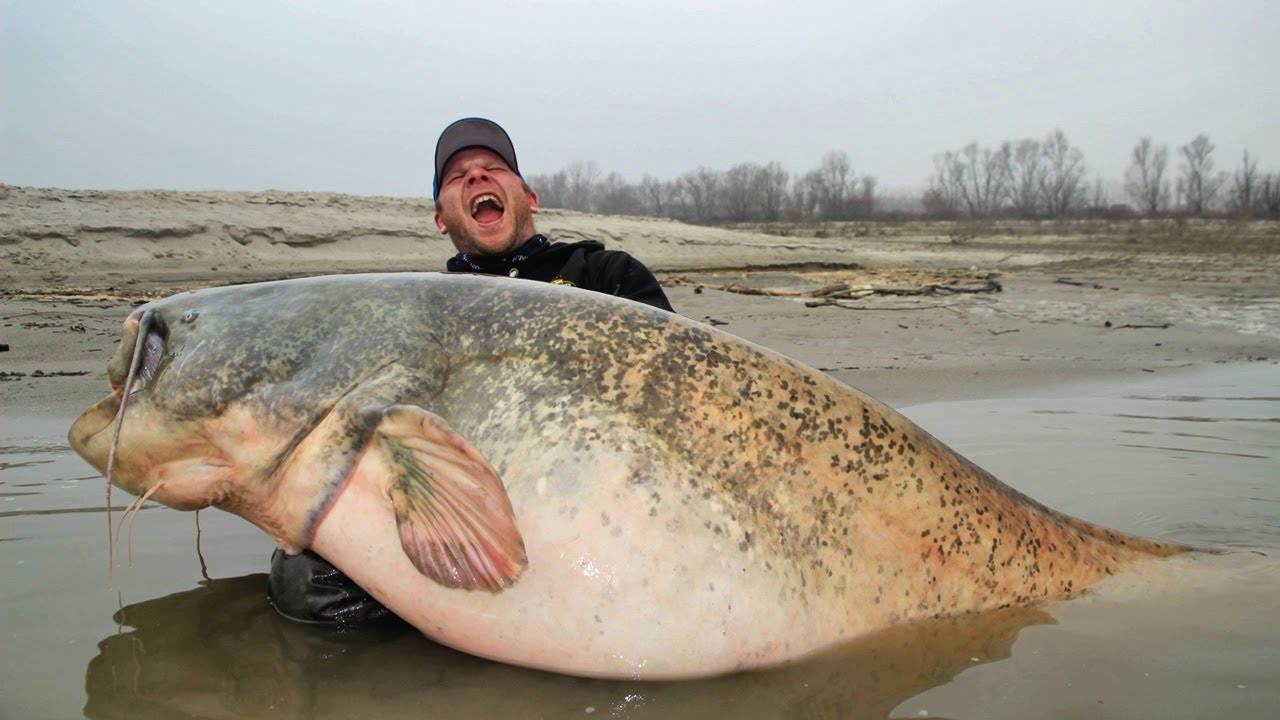 Самые большие существа, живущие в реках смотреть онлайн