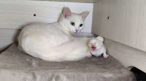 Мама-кошка разговаривает с новорожденным котёнком. Первый день новорожденного котёнка. Часть 2