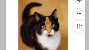 Какой котик тебе попадётся🐈?