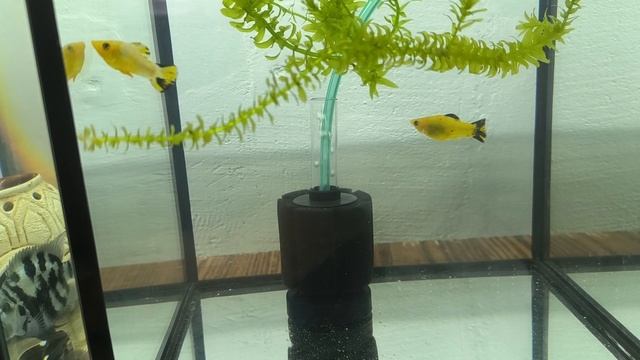 нерест сапфировых попугаев смотреть онлайн