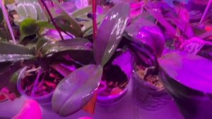 Вношу органическое удобрение по листу для пышного цветения