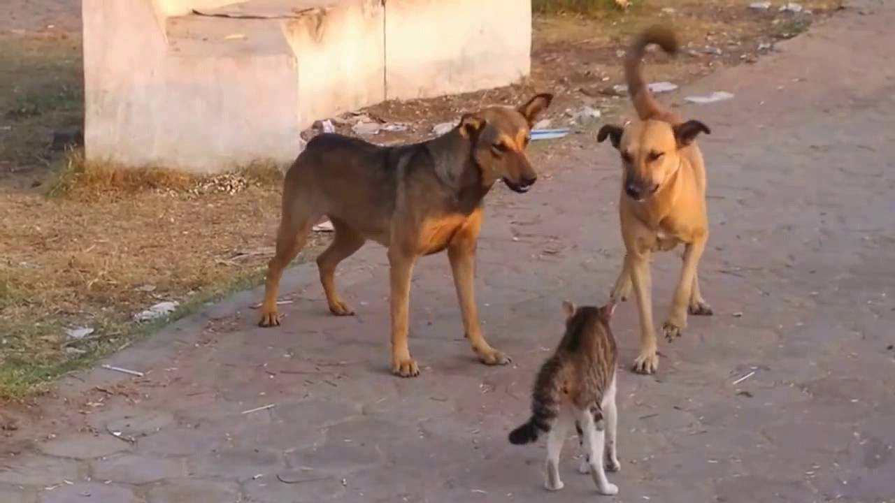 КОШКИ ПРОТИВ СОБАК! Когда коты почувствовали силу... смотреть онлайн