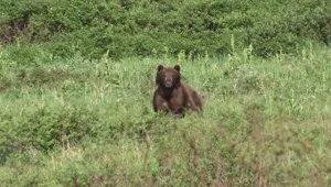 Убегаю от медведя.